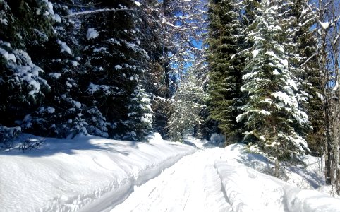 2019-Feb-deLeon-ColvilleNF-Frater-ski-track photo