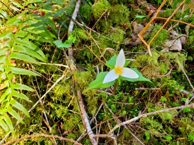 Trillium on the Mt. Baker-Snoqualmie National Forest. Photos by Anne Vassar April 20/21, 2021.