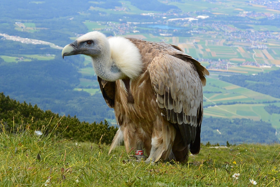 Austria unterberg bird