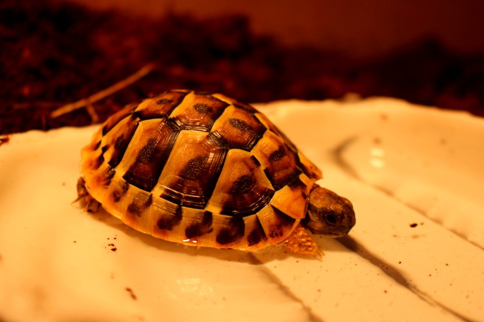 Turtle