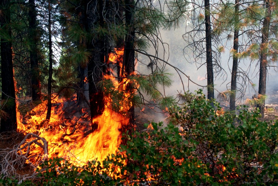 151 McKay Butte Fire Deschutes National Forest