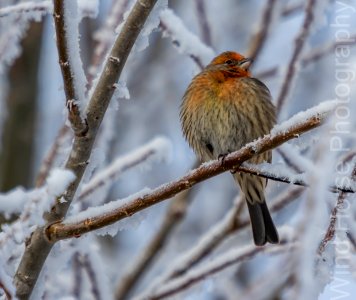 122515 Bird Feeder WH-21
