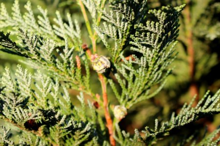 Conifer