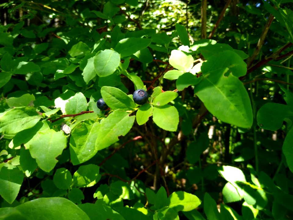 Blueberries at Verlot, Mt. Baker-Snoqualmie National Forest. Photo by Anne Vassar July 15, 2020