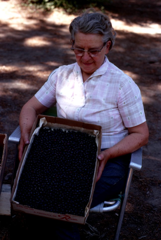 Gifford Pinchot National Forest, Huckleberry picking-6.jpg