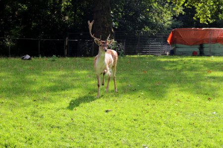IMG 0426