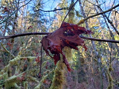 Autumn on the Old Sauk Trail, Mt. Baker-Snoqualmie National Forest. Photo by Anne Vassar December 2, 2020.