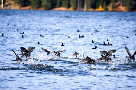 Waterfowl, Diamond Lake, Umpqua National Forest photo