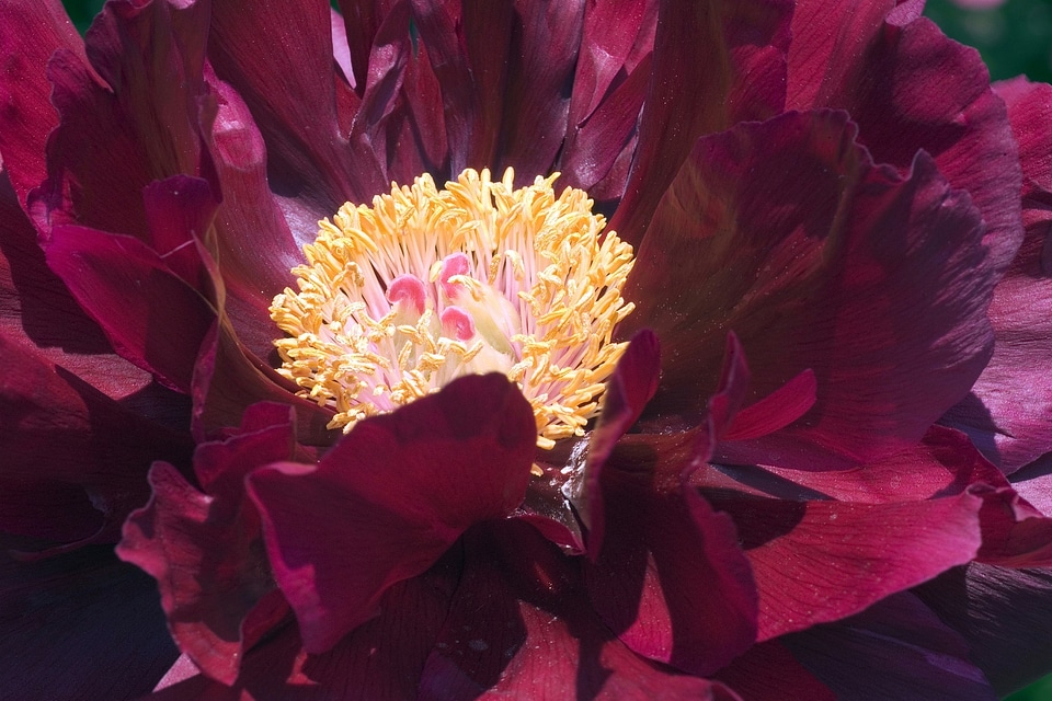 Floral bloom plant