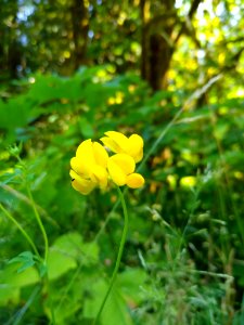 Bird's-foot trefoil near Old Sauk Trail, Mt. Baker-Snoqualmie National Forest. Photo by Anne Vassar July 30, 2020.