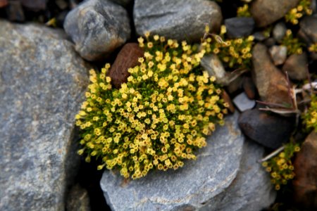 8.Apesar das temperaturas extremas, existem 1150 espécies diferentes de fungos identificados para sobreviver na Antártica.  Fungos perfeitamente adaptado às baixas temperaturas extremas, congelamento contínuo e repetido e ciclos de descongelamento.