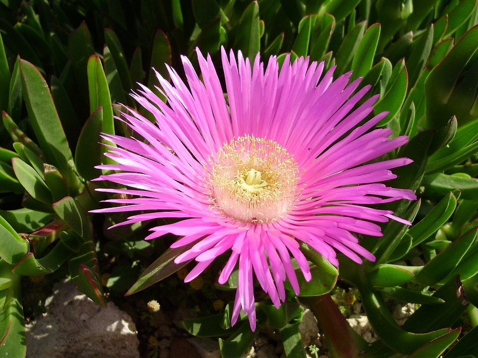 Blossom bloom gorgeous