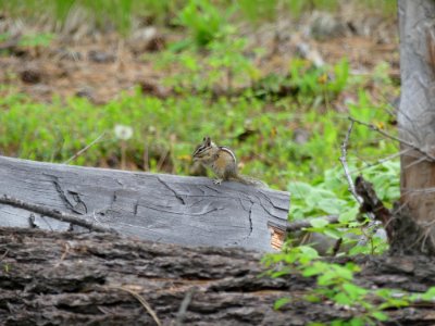 13 Mile Trail June 2020 chipmunk by Sharleen Puckett