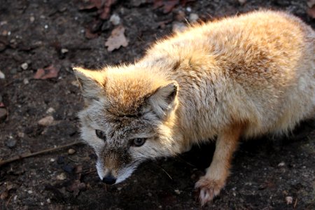 Fox