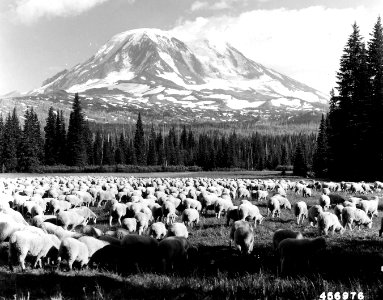 456976 Sheep in Meadow, Snoqualmie NF, c1949 photo