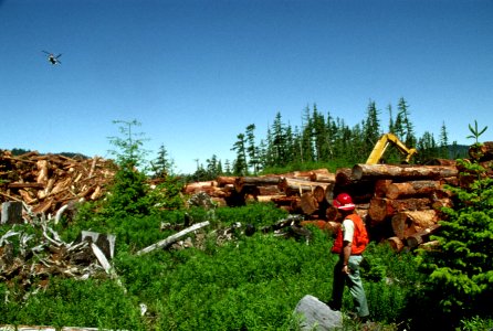 Mt Hood National Forest, timber harvest operations.jpg photo