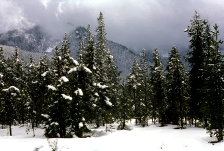 Winter Forest, Mt Hood National Forest.jpg photo
