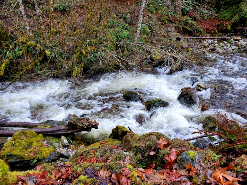 Sights along the Suiattle River Road, Mt. Baker-Snoqualmie National Forest. Photo by Anne Vassar December 9, 2020.