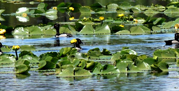Big Meadow Lake Campground waterfowl June 2020 by Sharleen Puckett
