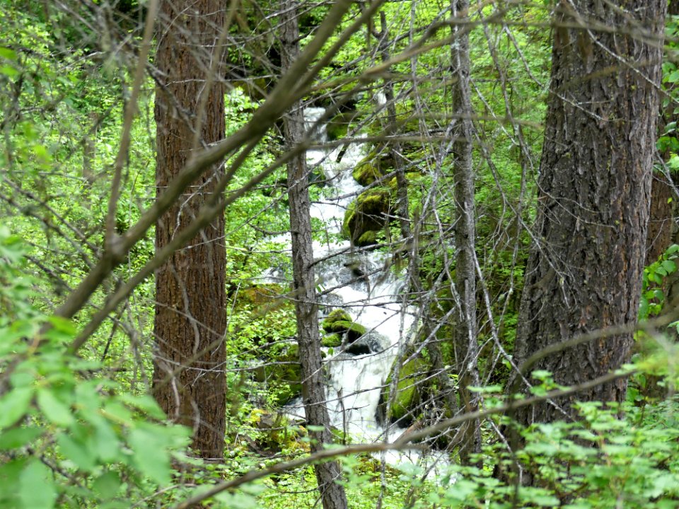 13 Mile Trail June 2020 creek by Sharleen Puckett