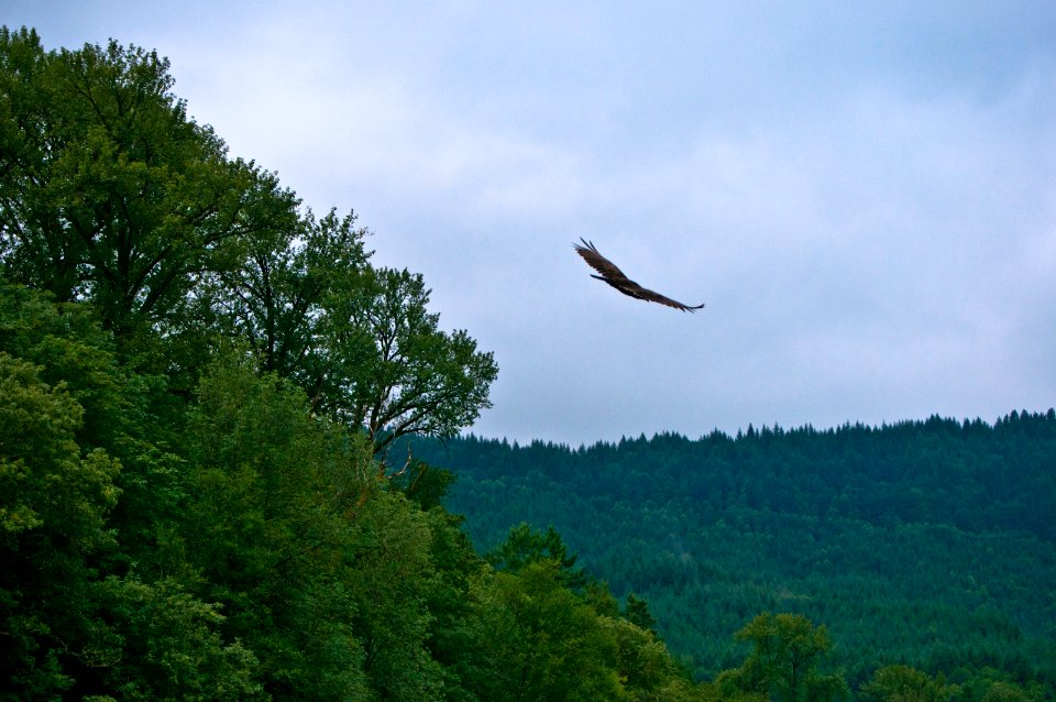 VULTURE IN FLIGHT WILLAMETTE