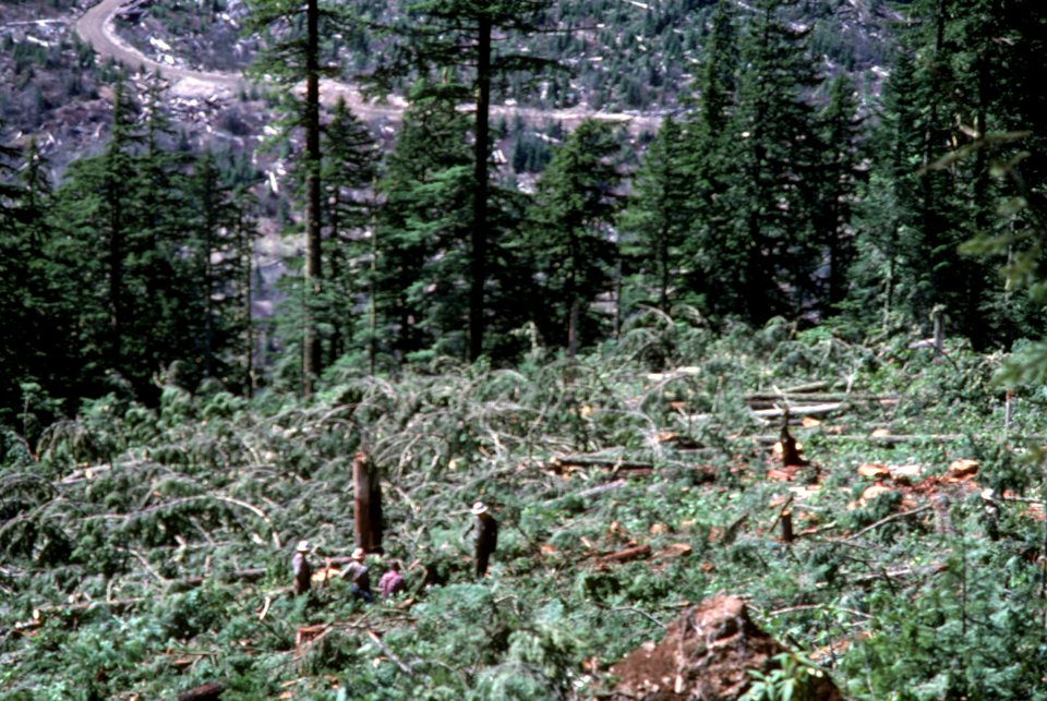 Gifford Pinchot National Forest, timber harvest operations-6.jpg