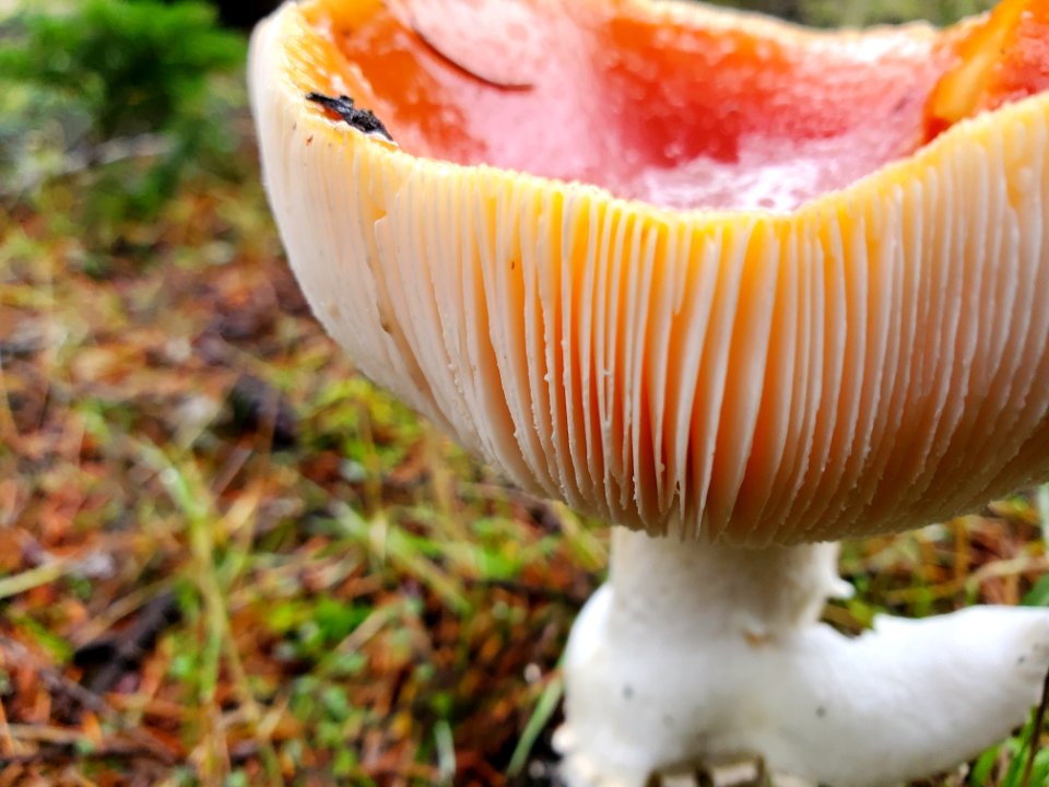 Fly agaric, Mt. Baker-Snoqualmie National Forest. Photo by Anne Vassar November 23, 2020.