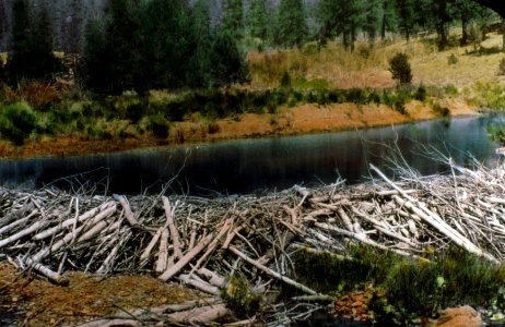 190409 Beaver Dam, Fremont NF photo