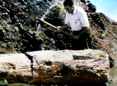 Petrified Douglas-fir Log near Ellensburg, WA photo