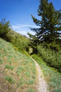 Sawtooth Trail, Umpqua National Forest