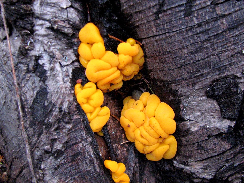 "Witches butter" mushroom on an old log, Olympic National Forest.