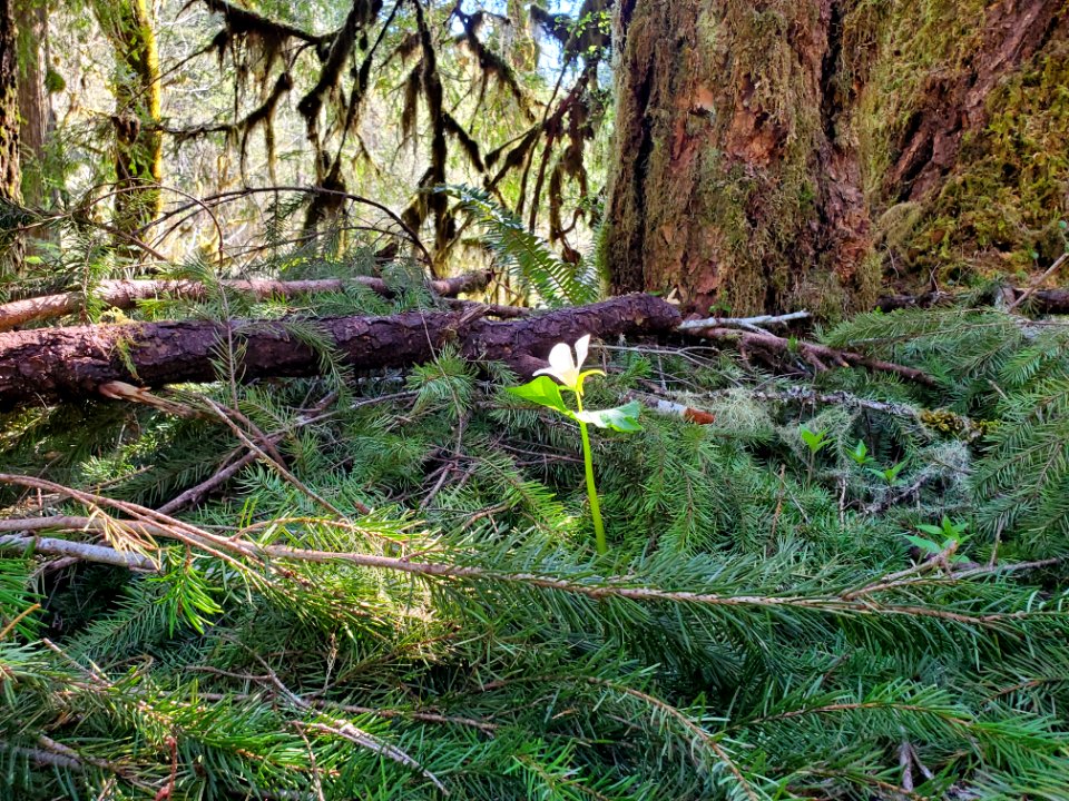 Trillium on the Mt. Baker-Snoqualmie National Forest. Photos by Anne Vassar April 20/21, 2021.