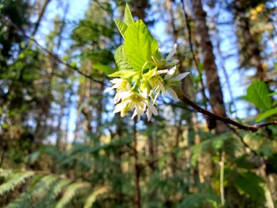 Osoberry aka Indian plum on the Mt. Baker-Snoqualmie National Forest. Photo by Anne Vassar April 21, 2021.