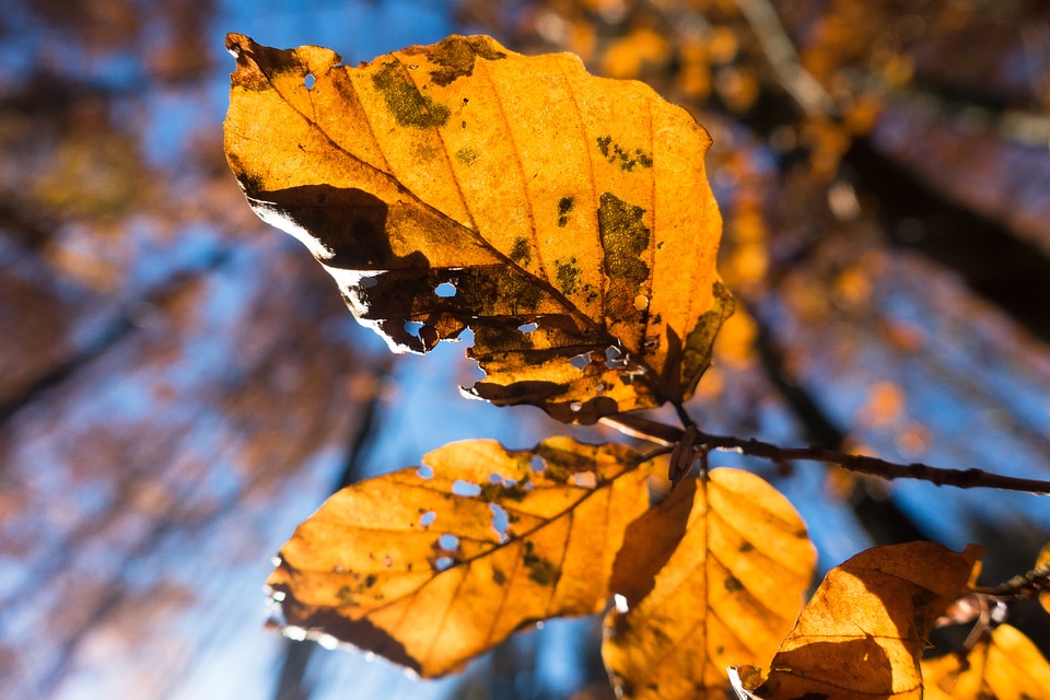 Forest deciduous tree tree