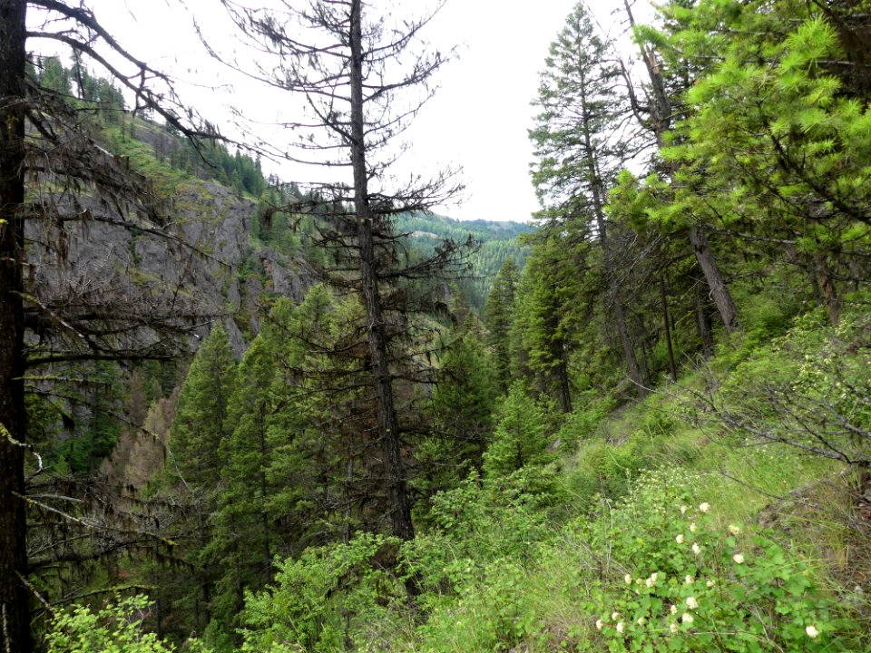 13 Mile Trail June 2020 snag by Sharleen Puckett