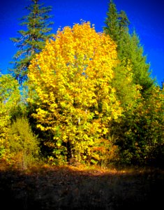 Big Leaf Maple in Autumn, Willamette National Forest-2 photo