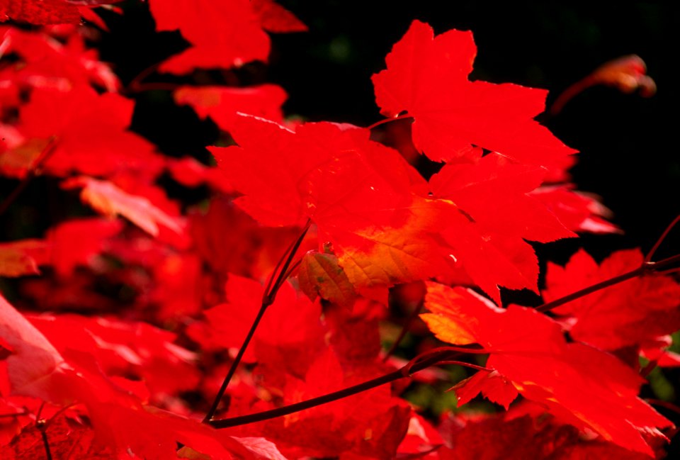 Fall color-3.jpg