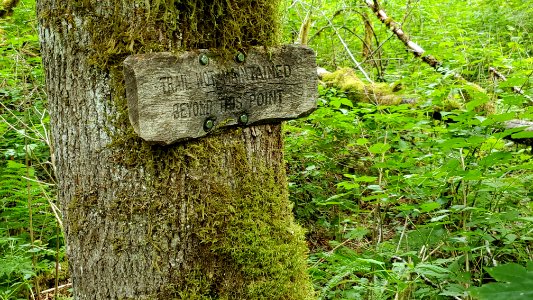 Not Maintained Sign Lookout Tree Trail Mt. Baker-Snoqualmie National Forest June 2020 Matthew Riggen