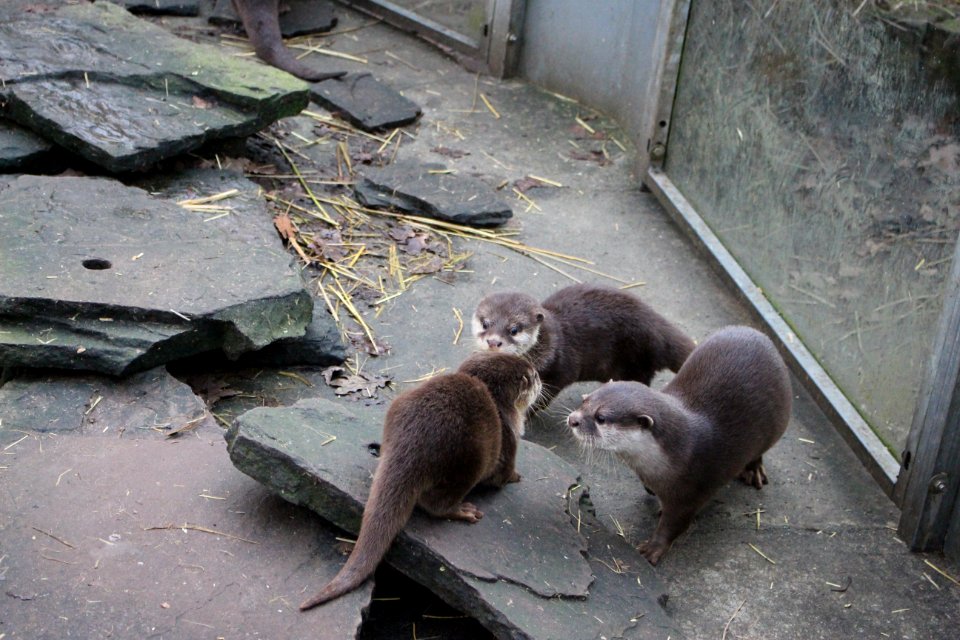 Oriental small-clawed otter