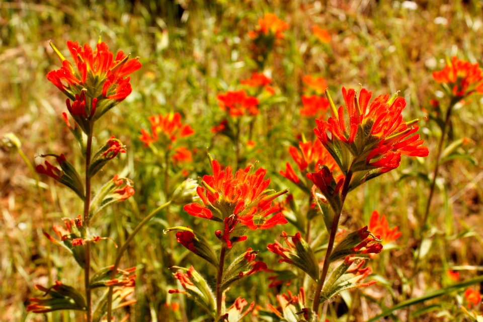 CRG IndianPaintbrush