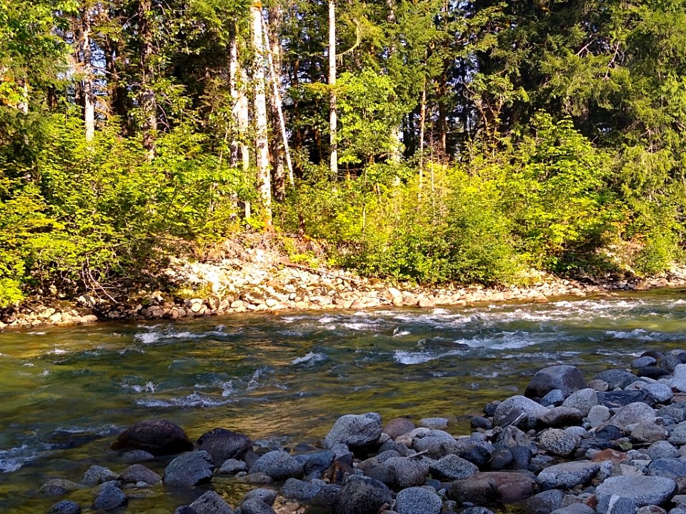 Summertime Sauk River near Bedal Campground, Mt. Baker-Snoqualmie National Forest. Photo by Anne Vassar July 30, 2020.