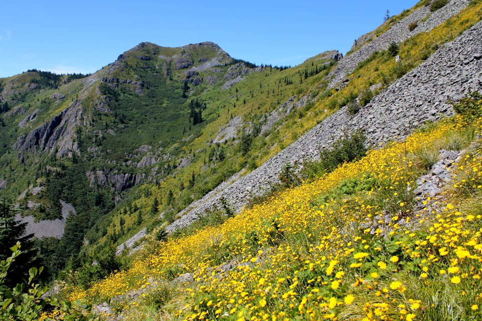 Silver Star Mountain from Bluff Mountain Trail (172) on the Gifford Pinchot National Forest