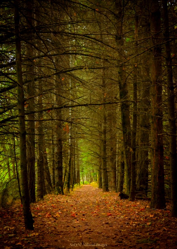 Viento State Park, September 23, 2018,  photo courtesy of Sandi Nicol (SaLyNi Natural Images)