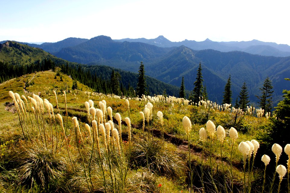 Xerophyllum tenax (beargrass) along Juniper Ridge Trail (261) near Jumbo Peak on the Gifford Pinchot National Forest