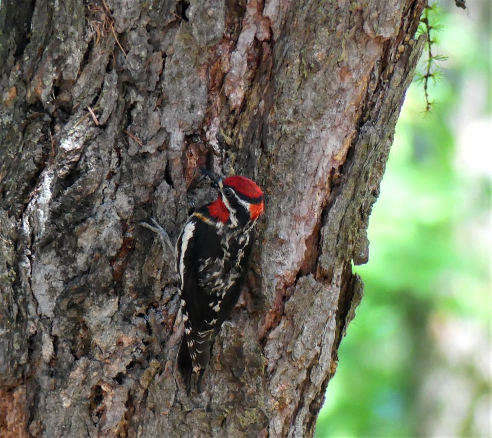 Big Meadow Lake Campground tree red-naped sapsucker June 2020 by Sharleen Puckett