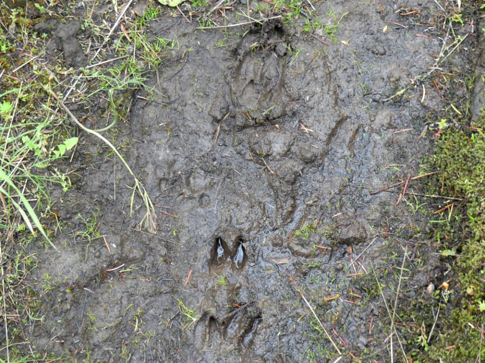 13 Mile Trail June 2020 tracks by Sharleen Puckett