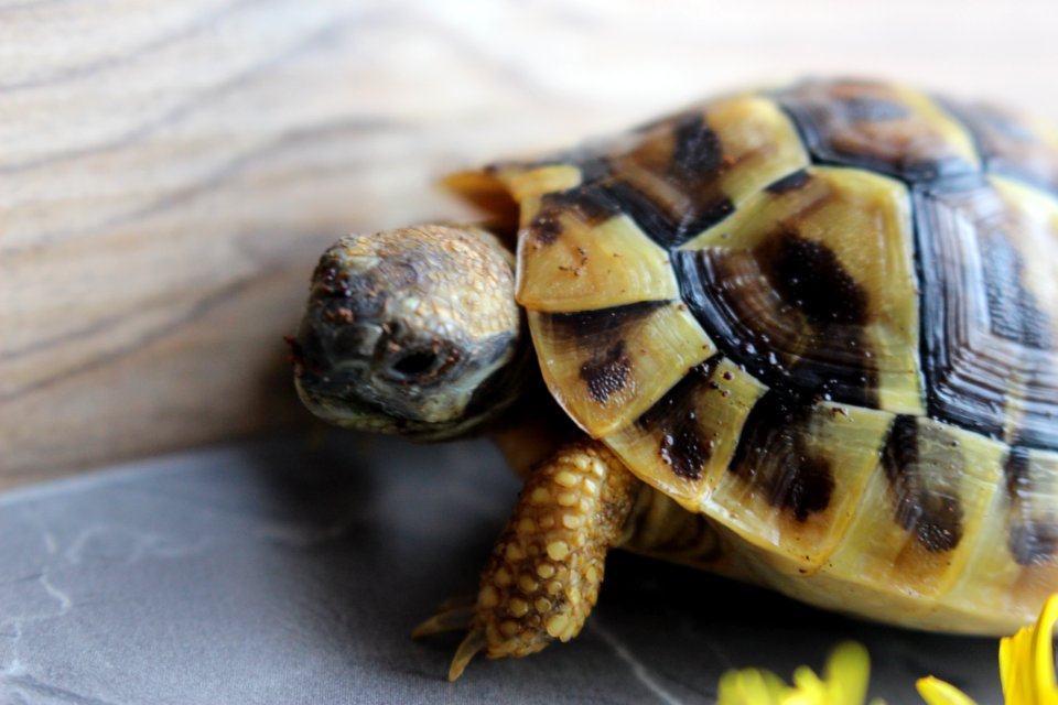 Turtle
