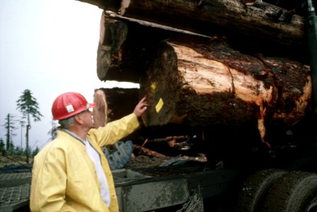 Gifford Pinchot National Forest, timber harvest operations-2.jpg