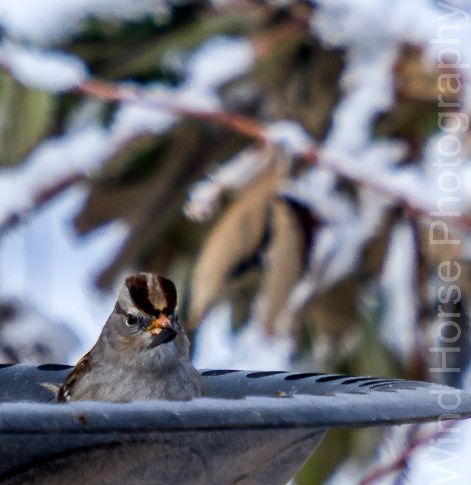 122515 Bird Feeder WH-17