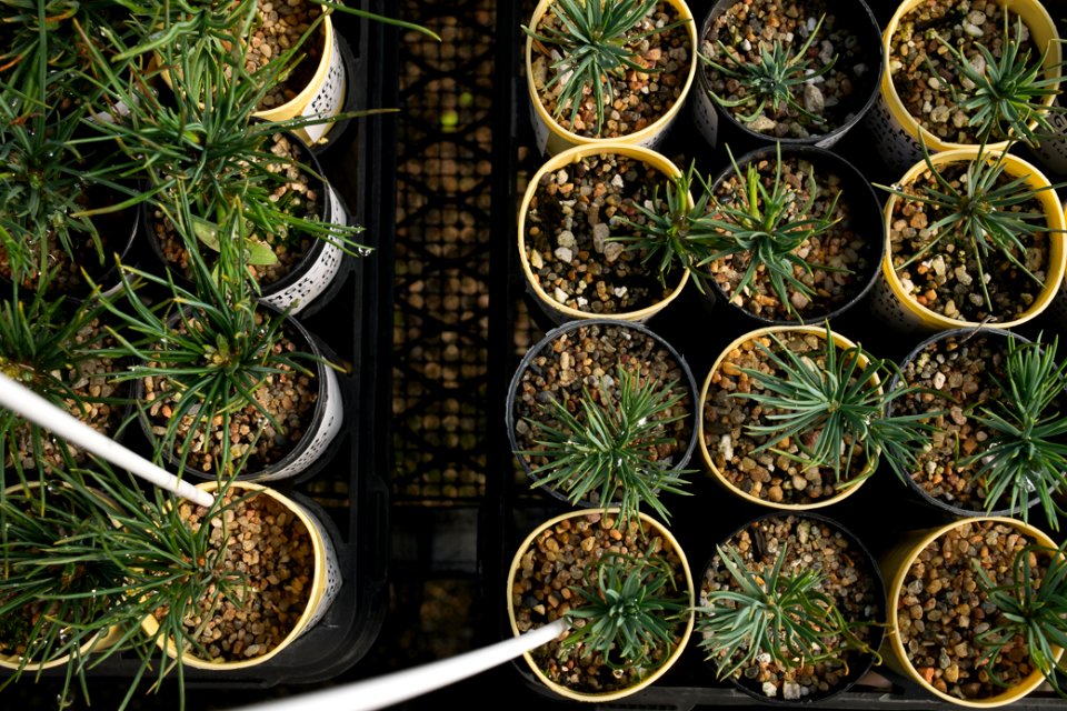 Overhead View of Seedlings, Dorena Genetic Resource Center, Umpqua national Forest